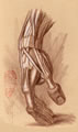 Michael Hensley Drawings, Human Anatomy 38